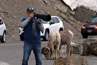 Tourist and Bighorn sheep